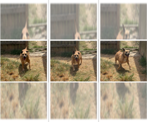 Happy (Reese Cup) - Female Labrador Retriever-Unknown Mix Dog for Adoption - Photo #3