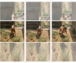 Small Photo #3 Labrador Retriever-Unknown Mix Puppy For Sale in Jackson, MS, USA