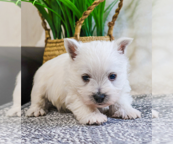 Medium Photo #3 West Highland White Terrier Puppy For Sale in SYRACUSE, IN, USA