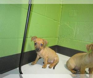 Chihuahua-Unknown Mix Dogs for adoption in Temple, TX, USA