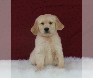 Golden Retriever Puppy for sale in FREDERICKSBURG, OH, USA