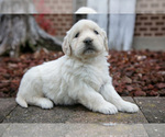 Puppy Shelby English Cream Golden Retriever