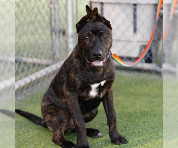 Medium Photo #2 German Shepherd Dog-Unknown Mix Puppy For Sale in Camarillo, CA, USA