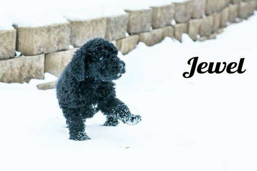 Medium Photo #8 Labradoodle-Poodle (Standard) Mix Puppy For Sale in SAINT CLOUD, MN, USA