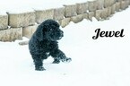 Small Photo #8 Labradoodle-Poodle (Standard) Mix Puppy For Sale in SAINT CLOUD, MN, USA