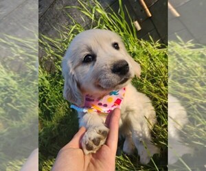 Golden Retriever Puppy for sale in EVERETT, WA, USA