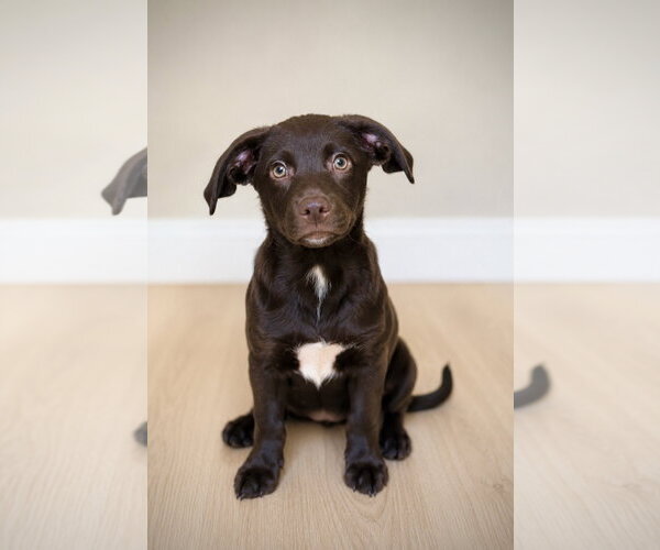 Medium Photo #1 Dachsador Puppy For Sale in Oakhurst, NJ, USA