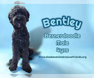 Bernedoodle Dogs for adoption in Anchorage, AK, USA