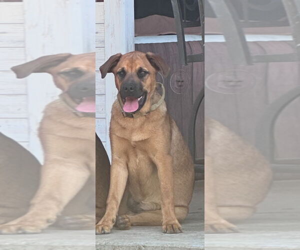 Medium Photo #3 Rottweiler-Unknown Mix Puppy For Sale in McKinney, TX, USA