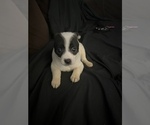 Puppy 2 Chihuahua