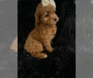 Goldendoodle (Miniature) Puppy for sale in INDIANAPOLIS, IN, USA