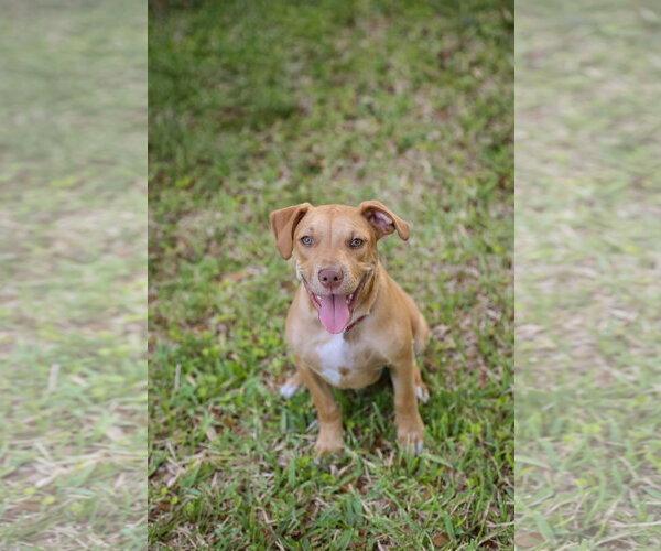 Medium Photo #9 Mutt Puppy For Sale in  Gainesville, FL, USA