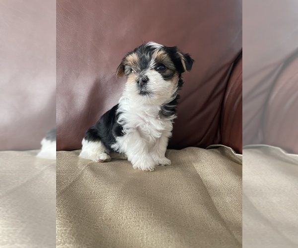 Medium Photo #3 Yorkshire Terrier Puppy For Sale in DENVER, CO, USA