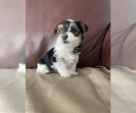 Small #2 Yorkshire Terrier