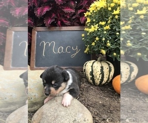 Pembroke Welsh Corgi Puppy for sale in SULLIVAN, IL, USA