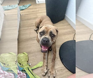 Bullmastiff Dogs for adoption in Goodyear, AZ, USA