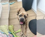 Small Bullmastiff
