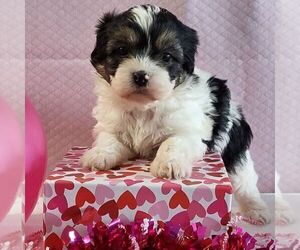 Zuchon Puppy for sale in ARTHUR, IL, USA