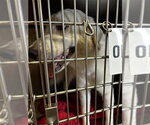GHOST - Female Great Pyrenees Dog for Adoption - Small photo