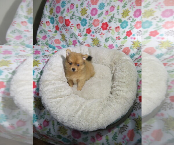 Medium Photo #3 Pomeranian Puppy For Sale in COOKEVILLE, TN, USA