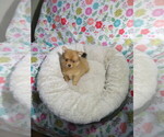 Small #2 Pomeranian