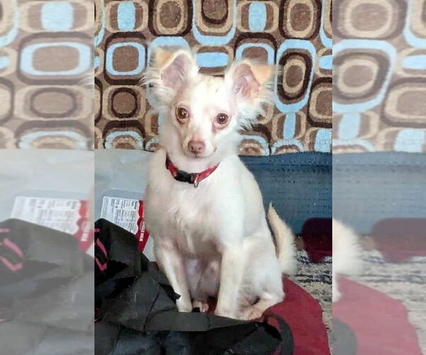 Medium Photo #2 Chihuahua-Unknown Mix Puppy For Sale in Westmont, IL, USA