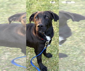 Labrador Retriever-Unknown Mix Dogs for adoption in Conway, AR, USA