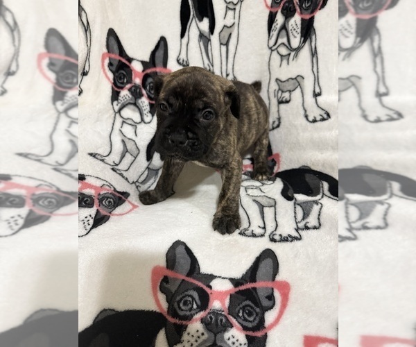 Medium Photo #12 Cane Corso Puppy For Sale in WALNUT GROVE, GA, USA