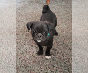 Pug Puppy for sale in BRIGGSDALE, CO, USA