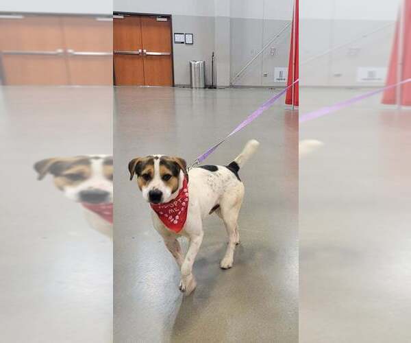 Medium Photo #4 American Pit Bull Terrier-Beagle Mix Puppy For Sale in Aurora, IN, USA