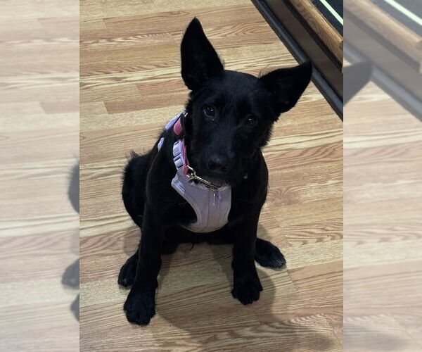 Medium Photo #3 Mutt Puppy For Sale in Mundelein, IL, USA