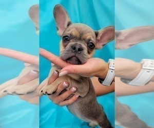 French Bulldog Puppy for sale in WEST PALM BEACH, FL, USA