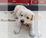 Small #1 Labrador Retriever