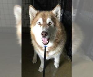Siberian Husky Dogs for adoption in Riverside, CA, USA