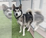 Small Siberian Husky