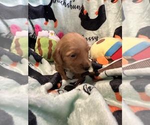 Dachshund Puppy for sale in BENNINGTON, OK, USA