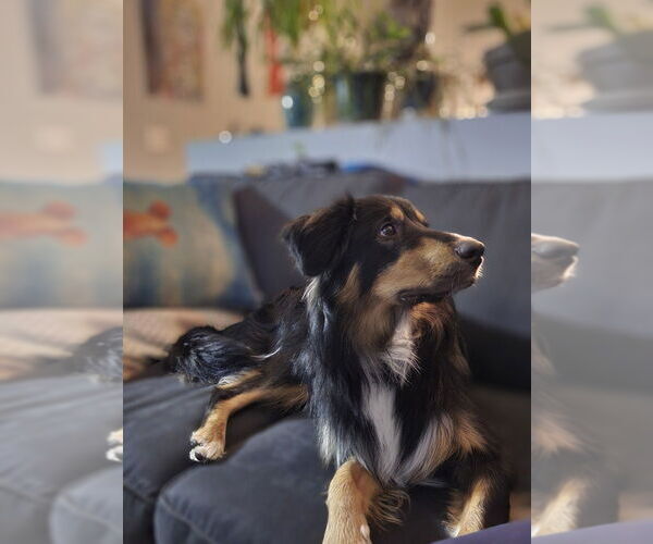 Medium Photo #3 Australian Shepherd-Unknown Mix Puppy For Sale in Plymouth, MN, USA