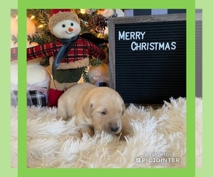 Golden Retriever Puppy for sale in PATRICK SPGS, VA, USA