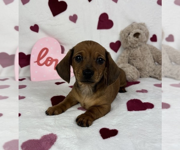 Medium Photo #5 Dachshund Puppy For Sale in FRANKLIN, IN, USA