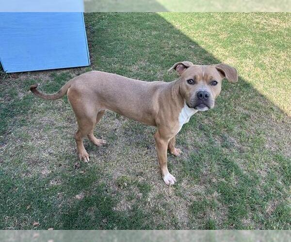 Medium Photo #3 American Staffordshire Terrier-Unknown Mix Puppy For Sale in Grand Prairie, TX, USA