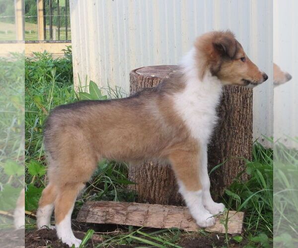 Medium Photo #4 Collie Puppy For Sale in FORT PLAIN, NY, USA