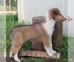Small #3 Collie