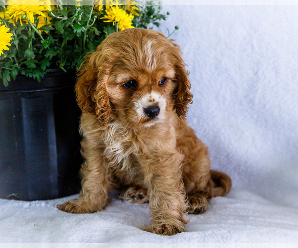 Medium Photo #7 Cockalier Puppy For Sale in WAKARUSA, IN, USA