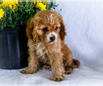 Zack - Male Cockalier Puppy for Sale - Photo #7