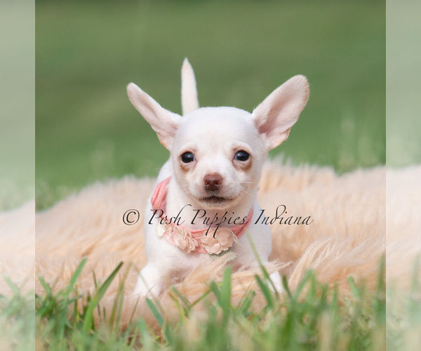 Medium Photo #3 Chihuahua Puppy For Sale in WARSAW, IN, USA