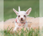 Small #2 Chihuahua