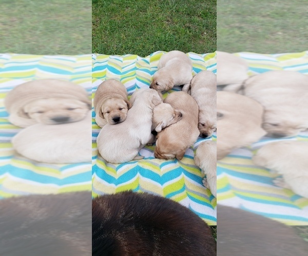 Medium Photo #27 Labrador Retriever Puppy For Sale in OLYMPIA, WA, USA