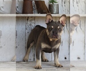 French Bulldog Puppy for sale in FREDERICKSBURG, OH, USA