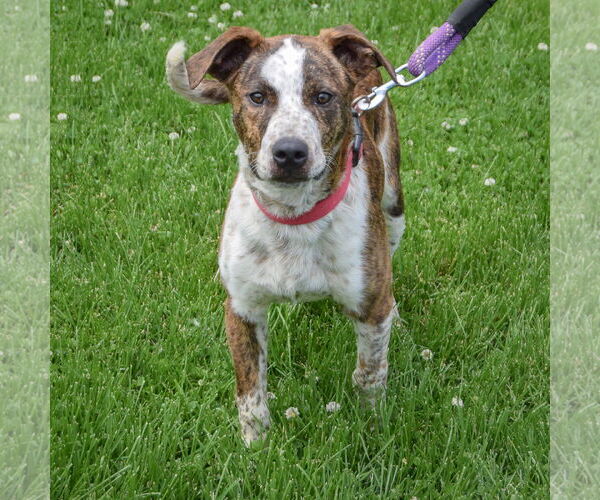 Medium Photo #4 Boxer-Red Heeler Mix Puppy For Sale in Huntley, IL, USA