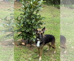 Small #5 German Shepherd Dog
